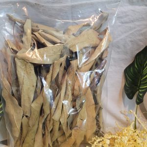 feuille de manguier